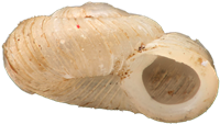 Vallonia costata
RIBBGRÄSSNÄCKA
1.4 × 2.5 mm
